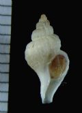 Trophonopsis breviatus